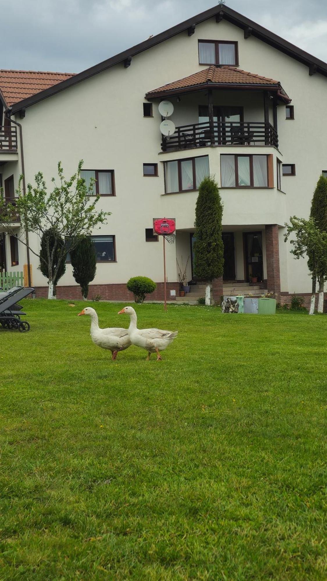 Pensiunea Tabacaru Пештера Екстер'єр фото