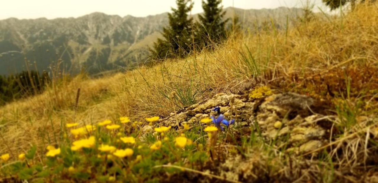 Pensiunea Tabacaru Пештера Екстер'єр фото